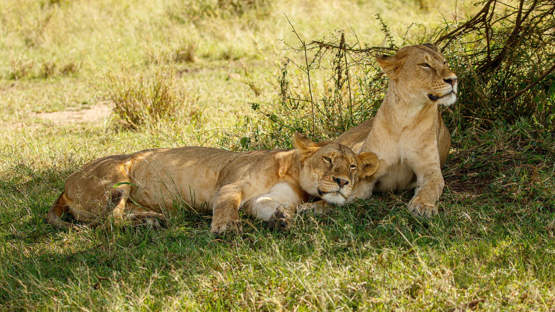 Honour For Print A Siesta In The Shade By Lekha Suraweera