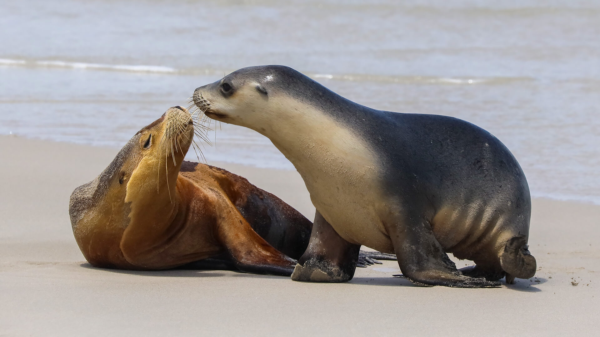 Merit For Digital Australian Sea Lions Greeting By Ann Smallegange
