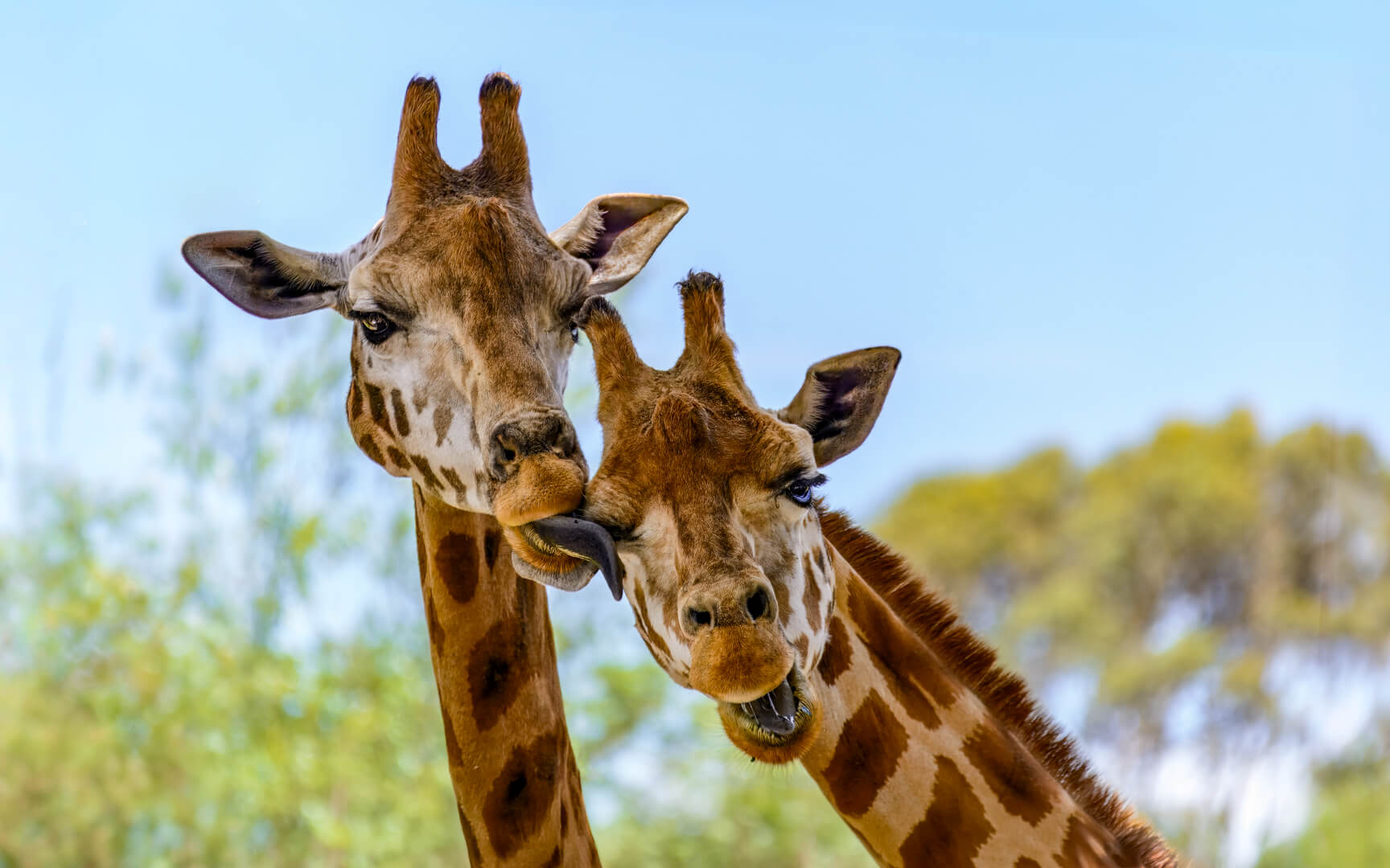 Merit For Digital Give Us A Kiss Then By Ian Sweetman