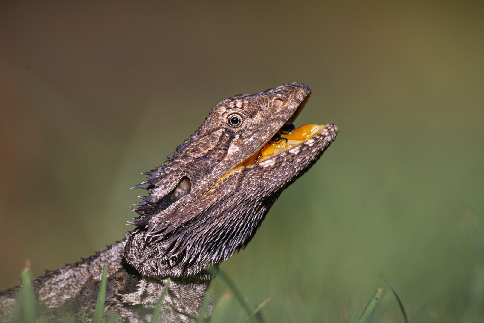 Merit For Digital Lizard Lunch By John Dalton