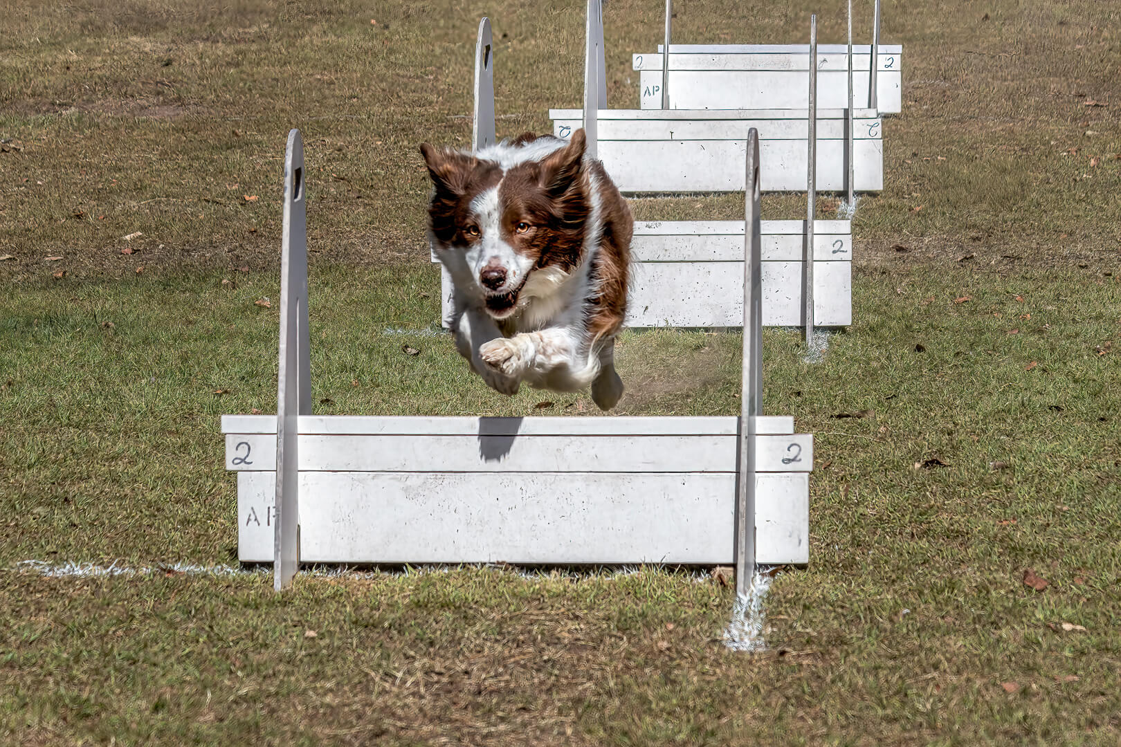 Merit For Print Obstacle Jumping   By Swarna Wijesekera