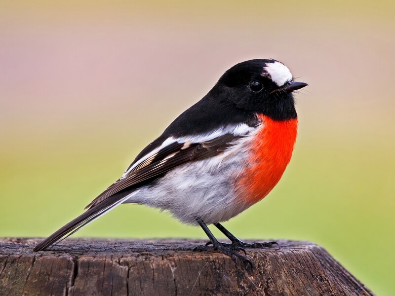 Honour For Scarlet Robin Ebor Falls By Ann Smallegange