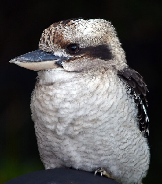 Merit For Kookaburra By Frank Dalgity