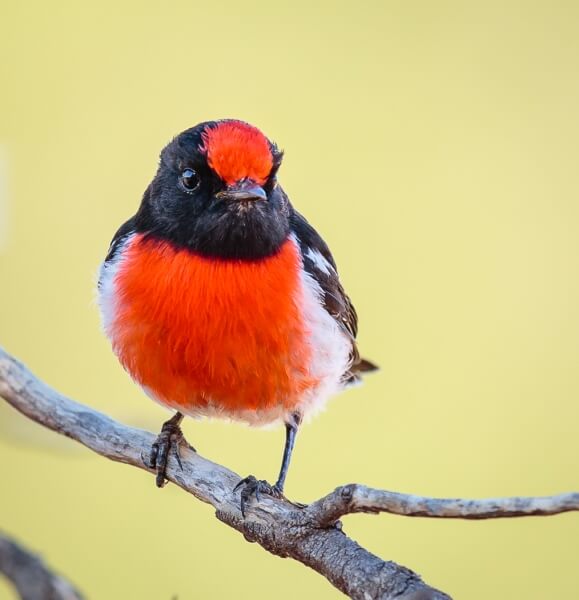 Merit For Red Capped Robin By Bruce Martin