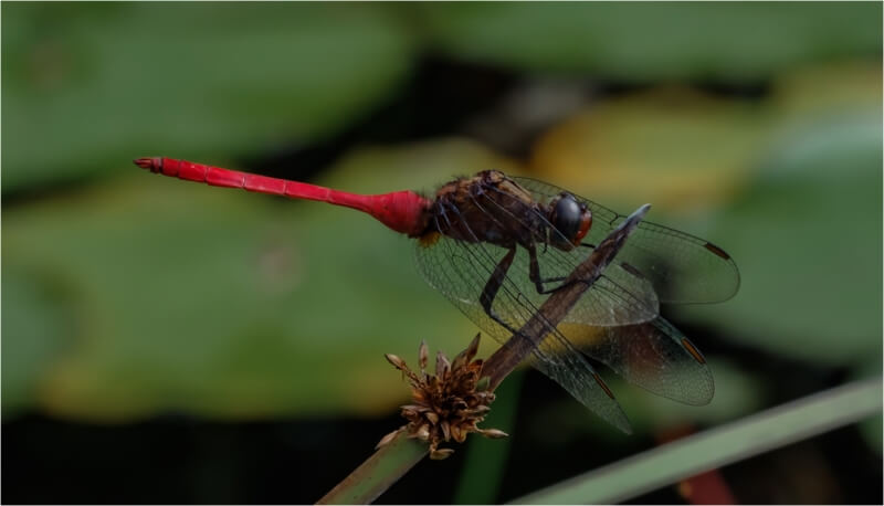 Merit For Red Tailed Dragonfly Watches And Waits By Russell Dickson