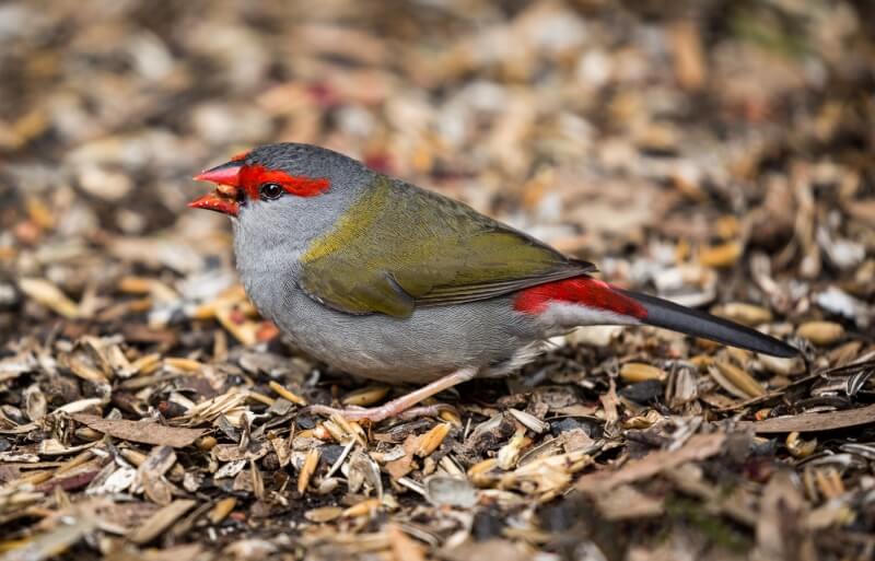 Merit For Red Browed Finch By Nadia Filiaggi