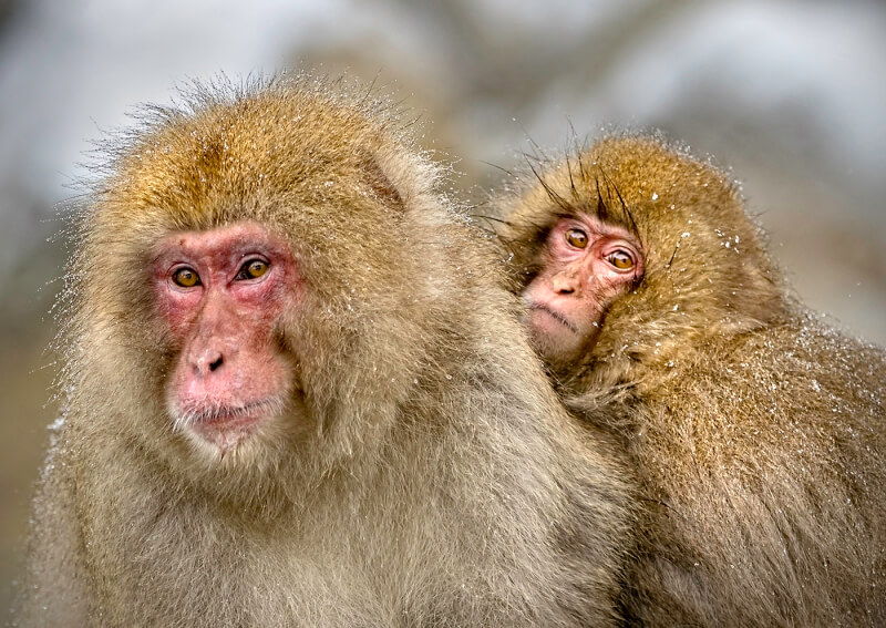 Merit For Snow Monkey 3 By Sandra Anderson