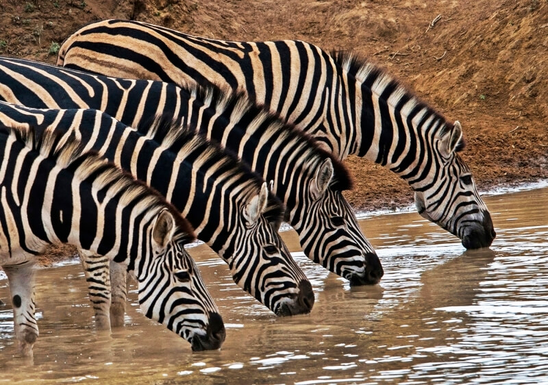 Merit For Thirsty Zebras By Lesley Clark