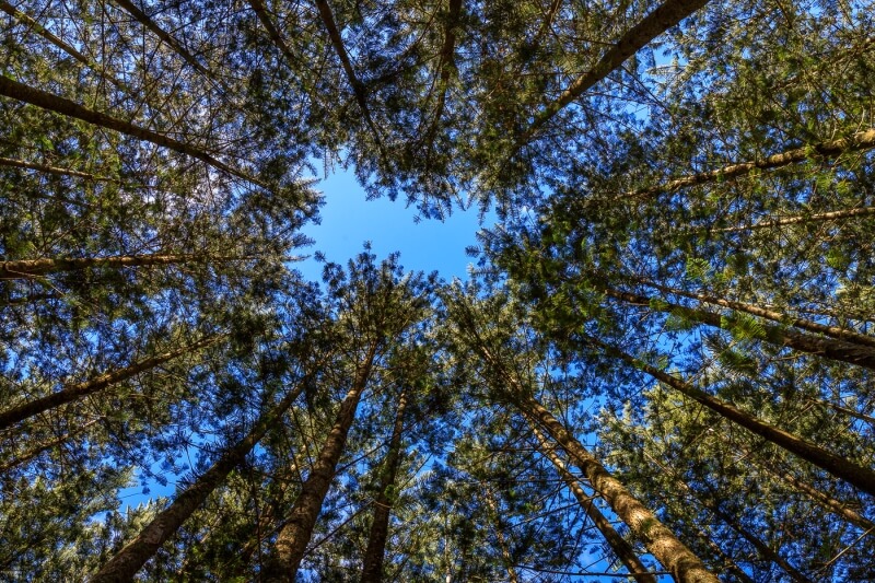 Merit For Through The Canopy By Janet Aldridge