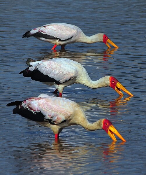 Merit For Yellow Billed Storks By Frank Dalgity