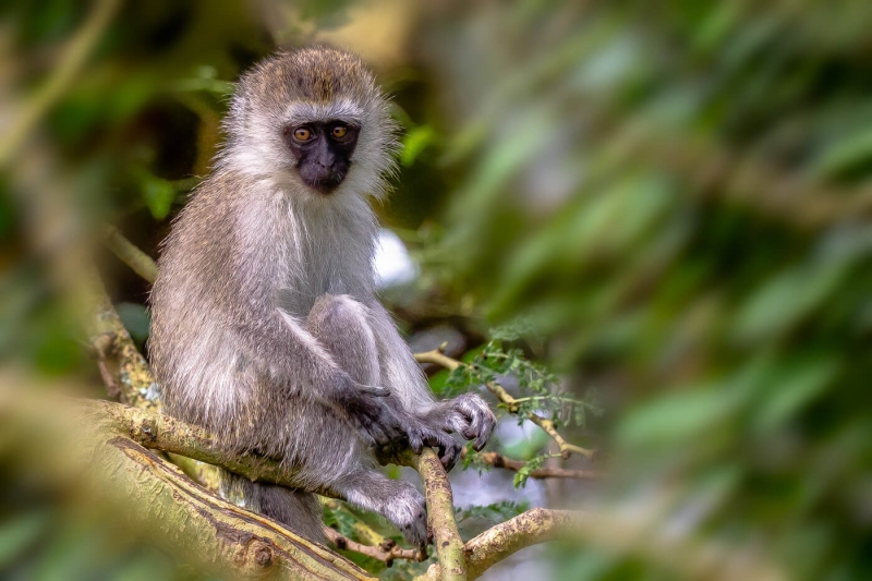 Honour For African  Monkey By Swarna Wijesekera