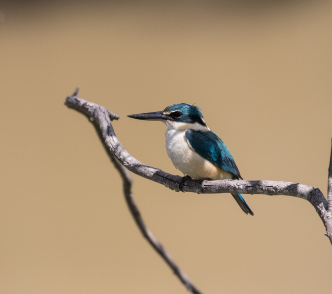 Honour For Azure Kingfisher By Lee Dixon