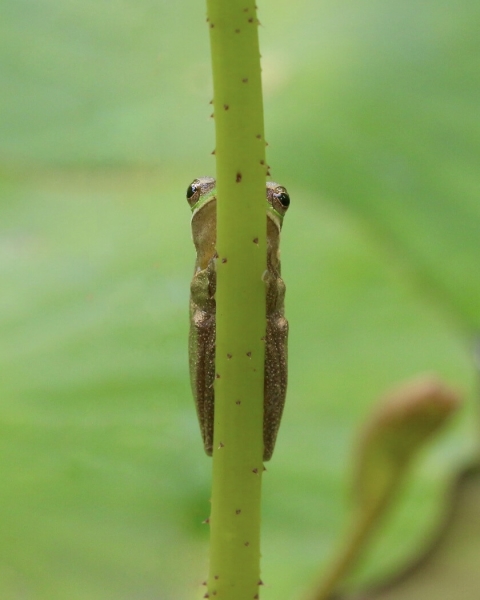 Honour For Peekaboo By Heidi Wallis