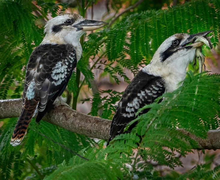 Honour For Where Is My Lunch By Paul MacKay