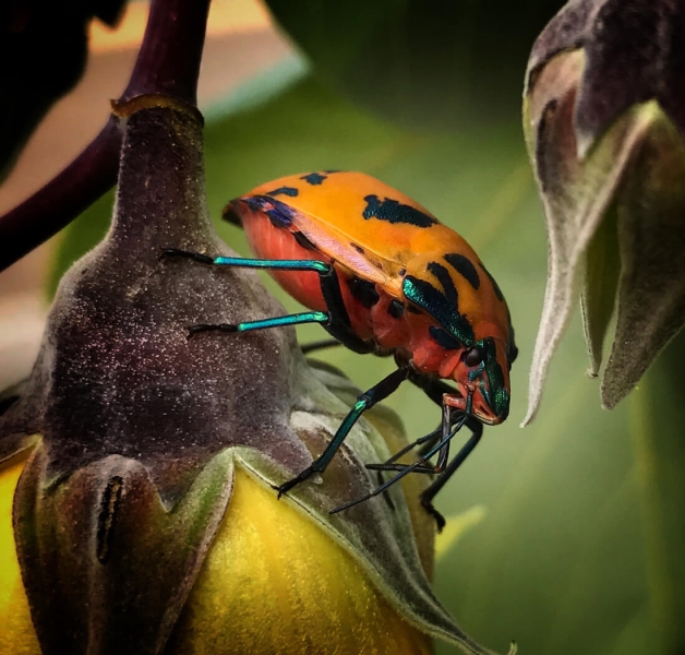 Merit For Harlequin Beetle By Denise McMillan