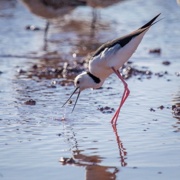 Merit For Stilt On A Tilt By Ross Dempsey