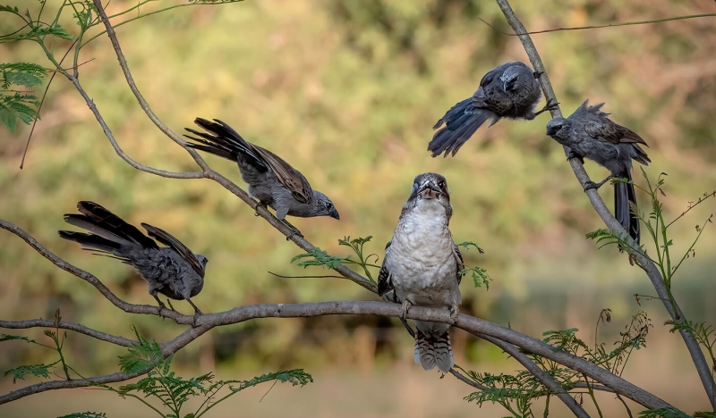 Merit For Under Siege By Sandra Anderson