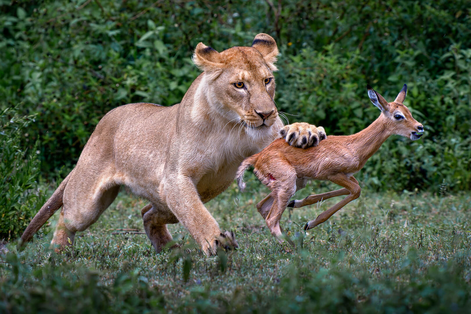 Honour For Digital A Life And Death Struggle Serengeti By Geoffrey Hui