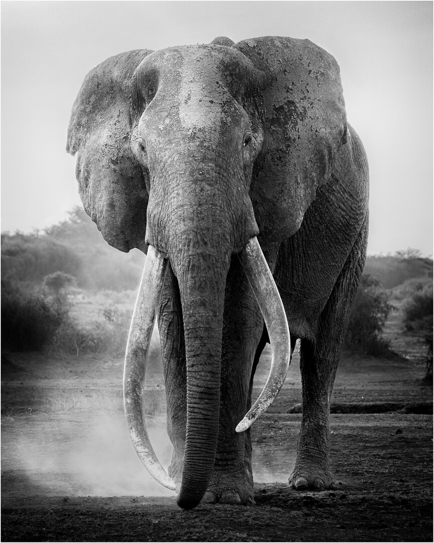 Honour For Digital Kicking Up Dust Drought In Amboseli NP By Geoffrey Hui