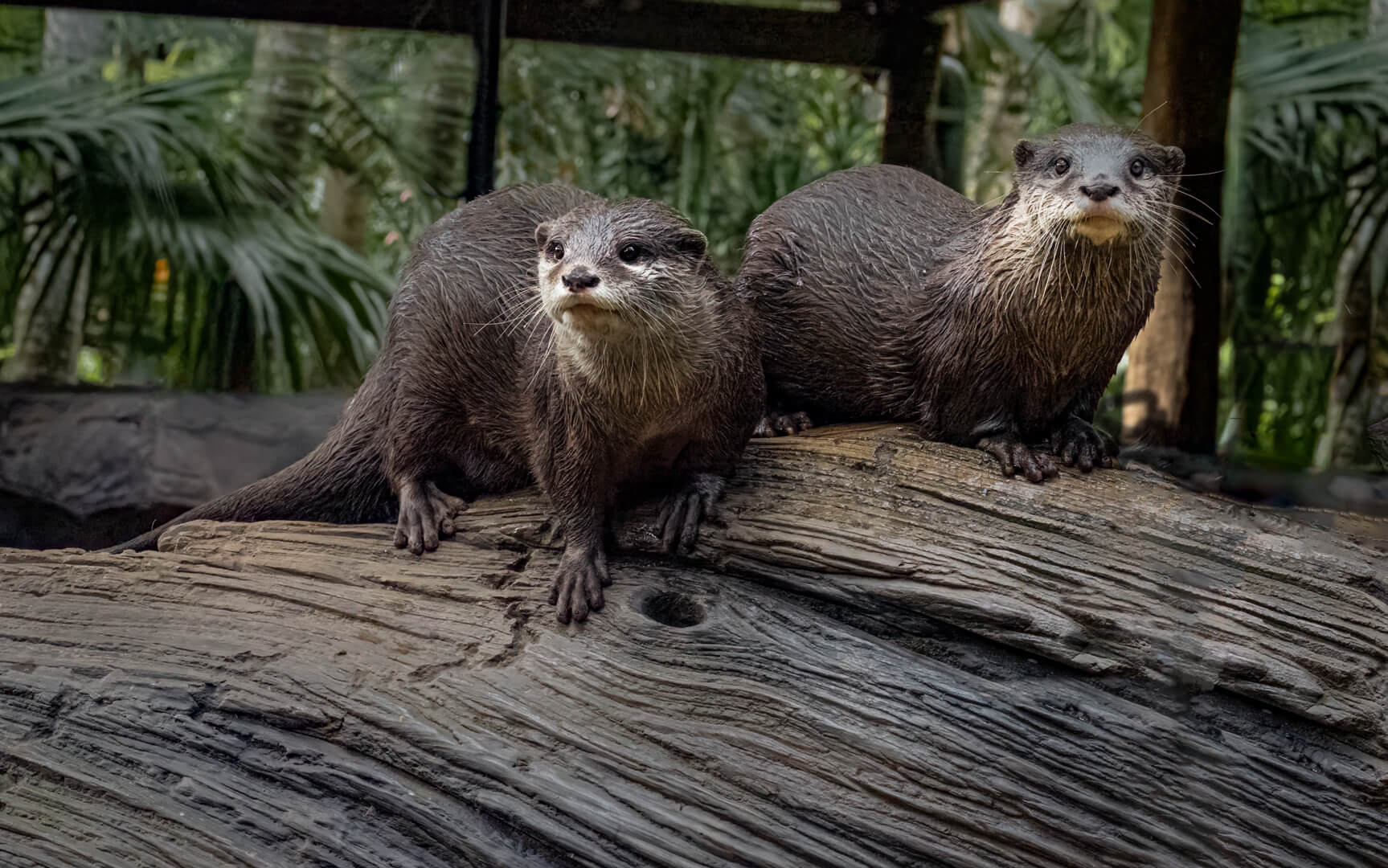 Merit For Print Otters By Margareta Dewilde