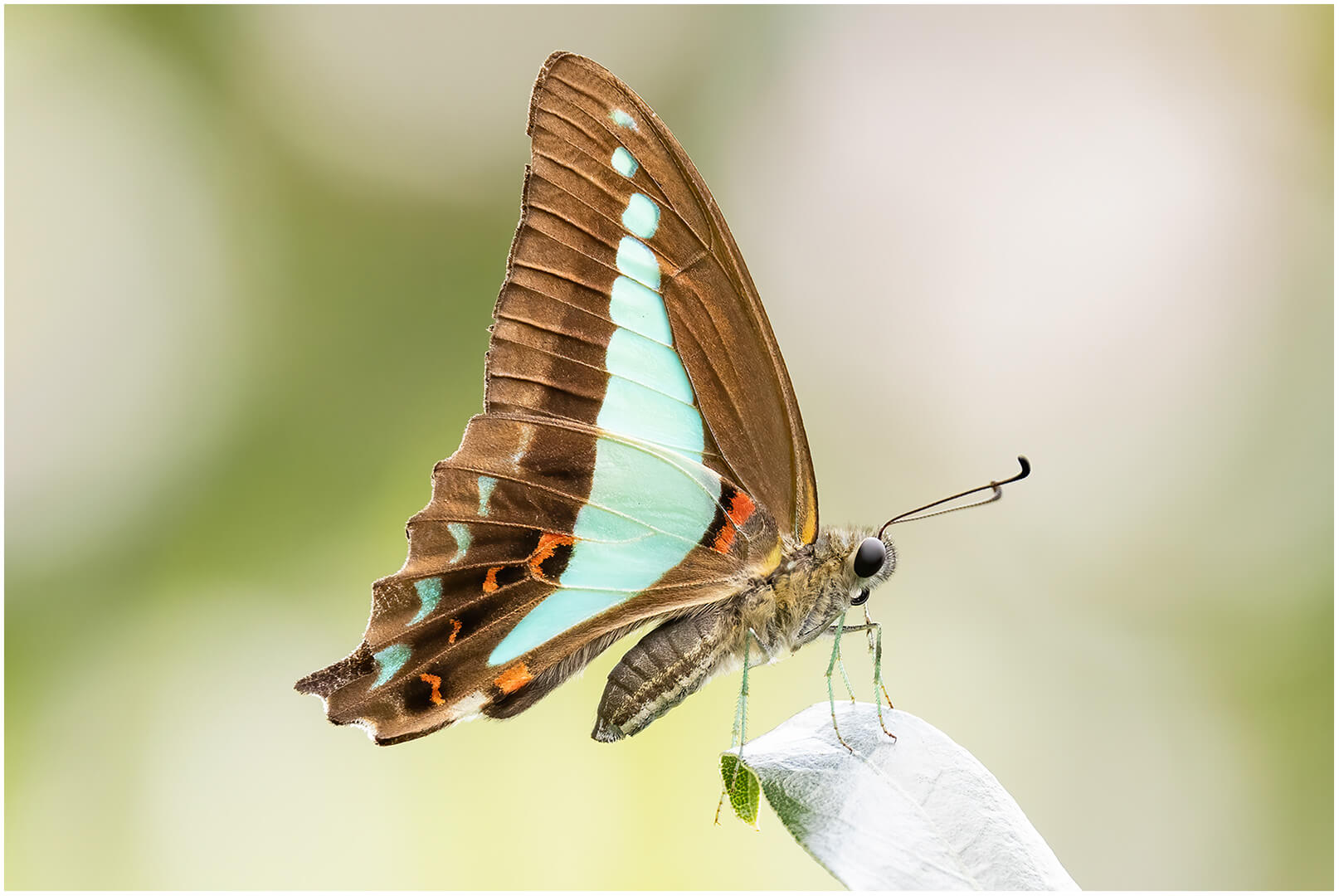 Merit For Print RESTING BUTTERFLY By Kerri Anne Cook