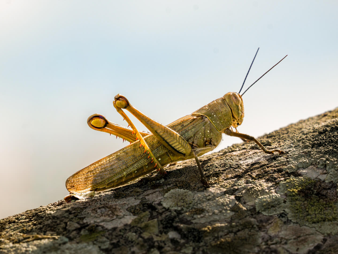 Honour For Digital Giant Grasshopper By Rick Nelson
