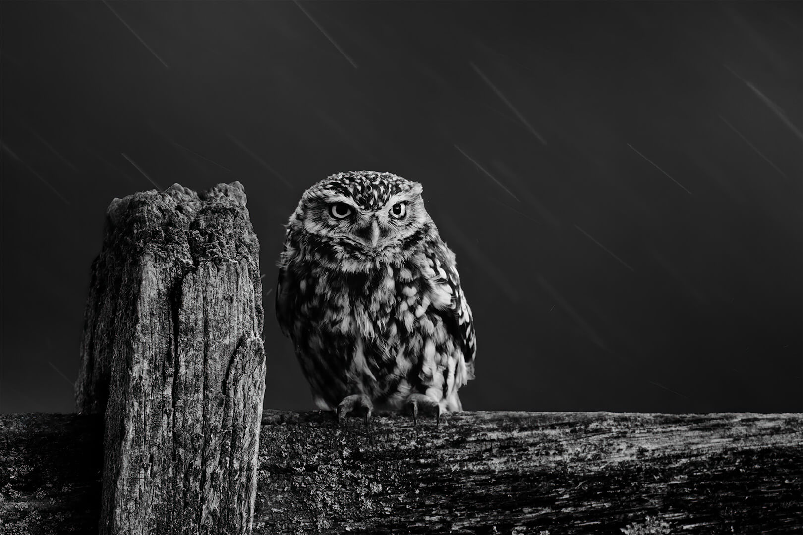 Honour For Digital Little Owl In The Rain By Jefferey Mott