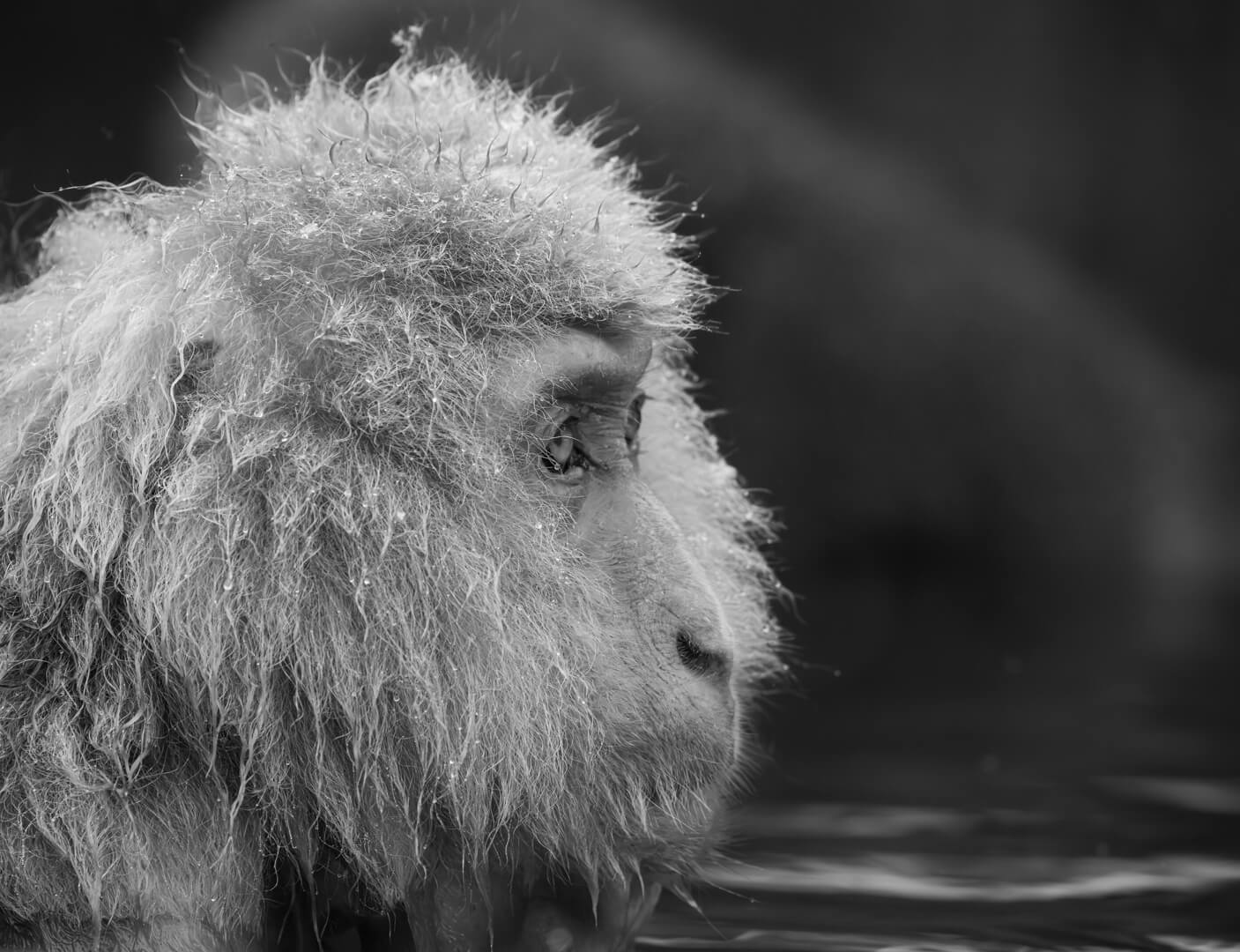 Honour For Digital Macaque Profile By Bruce McDonald
