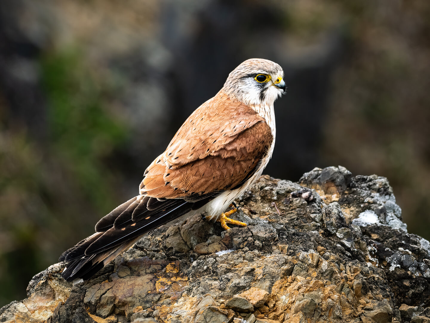 Honour For Print OM1C8351 Edit Print Open Nankeen Kestrel By Hector Beveridge