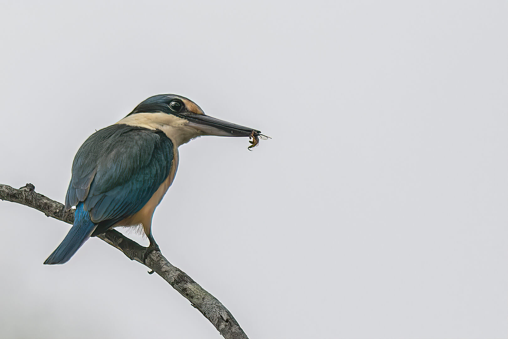 Merit For Digital  My Morning Breakfast  By Swarna Wijesekera