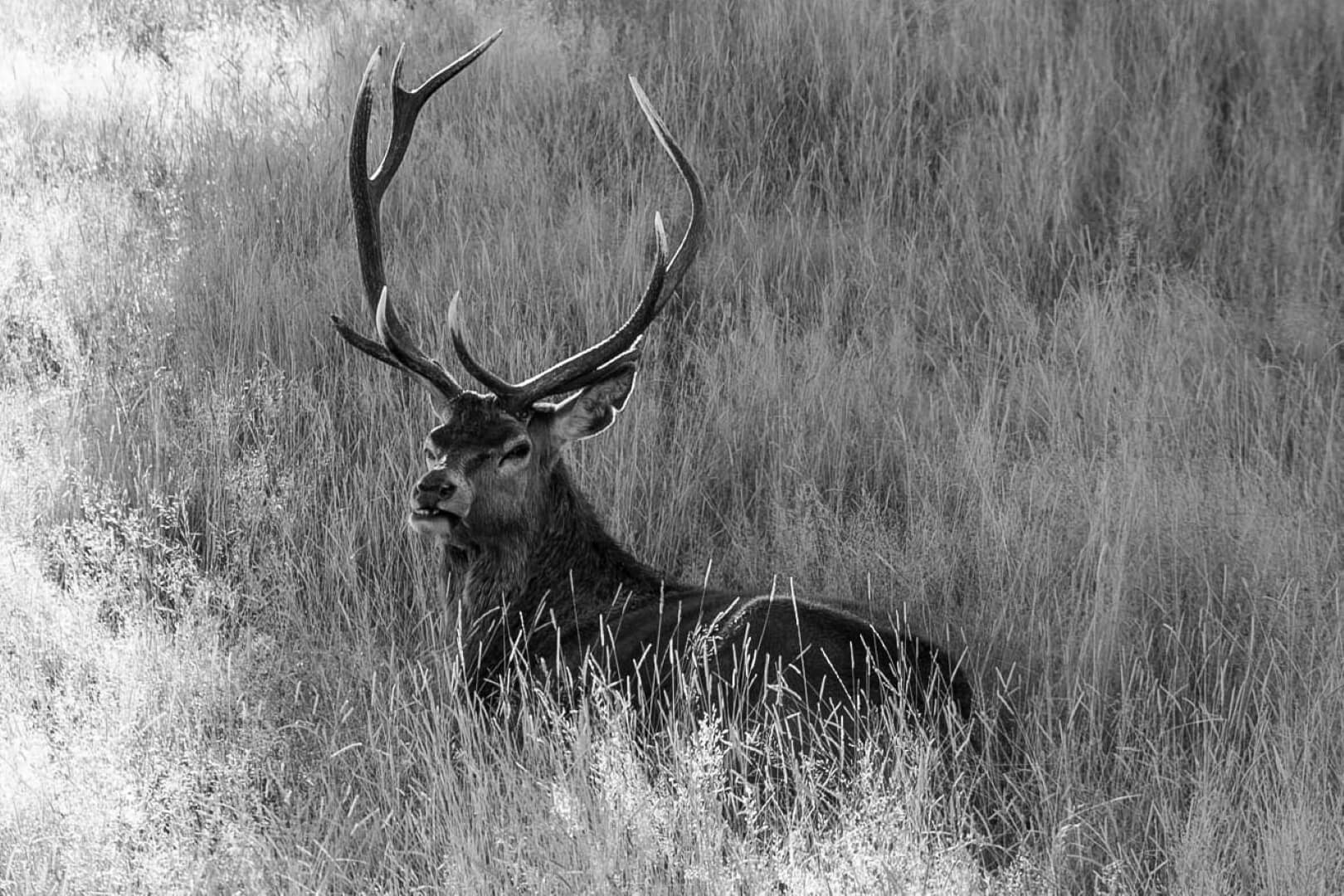Merit For Digital ENJOYING THE SHADE By Gwenda Kruger