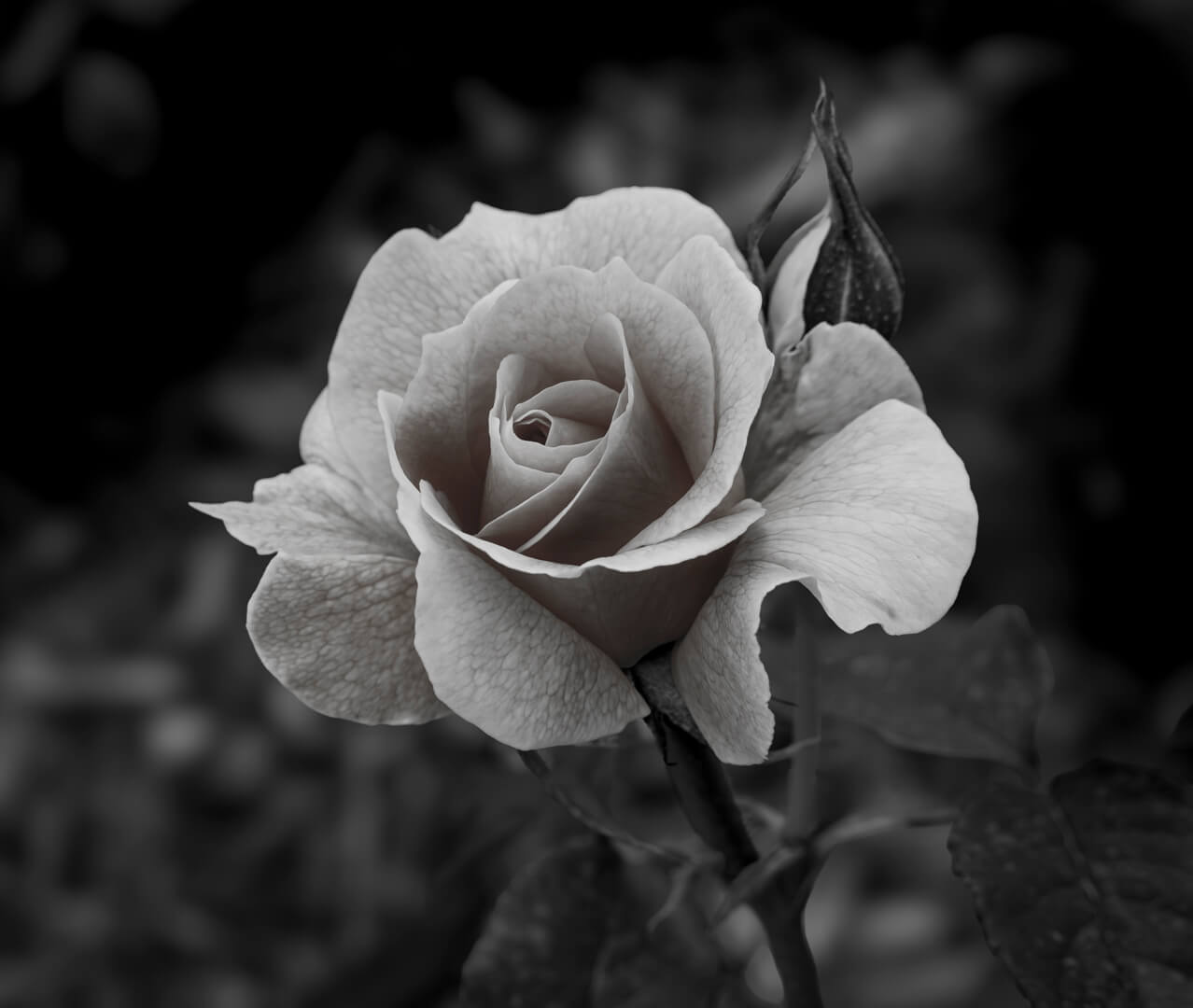 Merit For Digital Old Fashion Rose By Joni Keenan