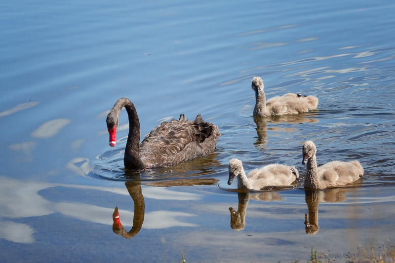 Honour For 043 Black Swan Familyjpeg By Eligia Sword