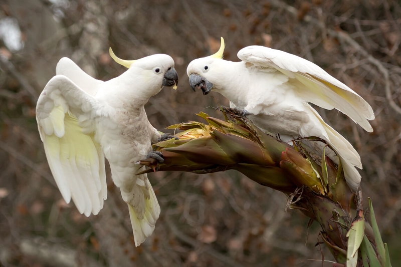 Honour For 043 Sulphur Crested Cockatoosjpeg By Eligia Sword