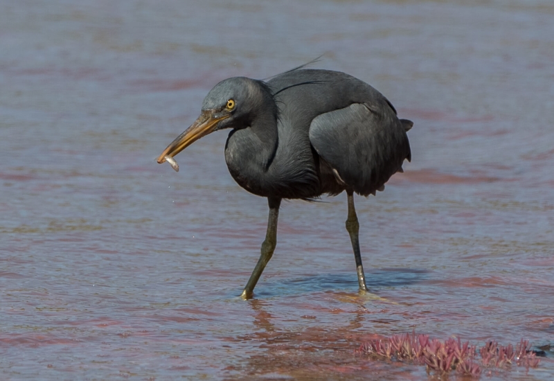 Honour For Hunting At Red Rocks Beach By Susan Chisholm