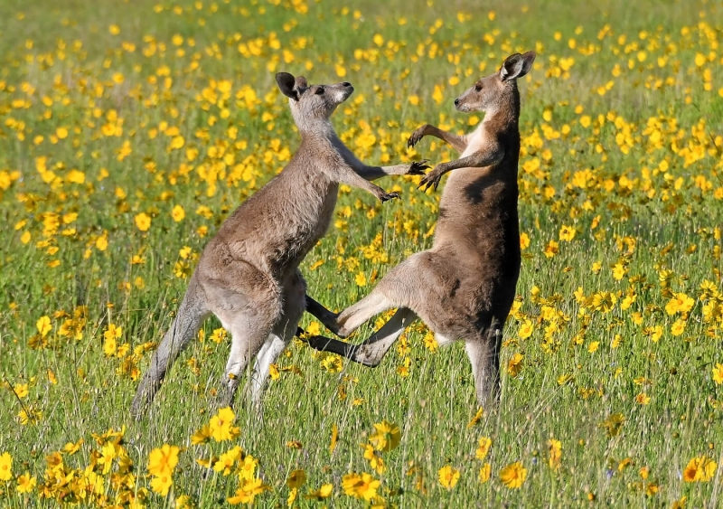 Honour For Kangaroo Altercation By Lesley Clark