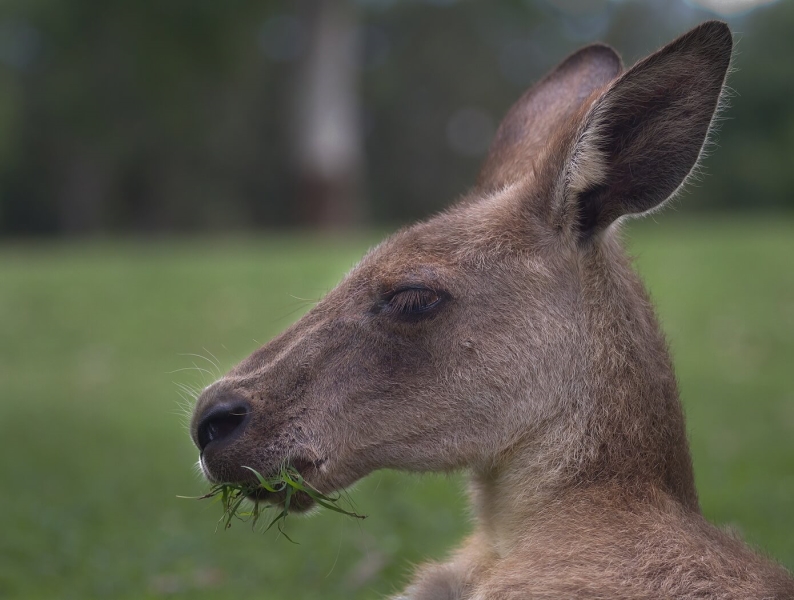 Honour For Kangaroo By Liann Haaima