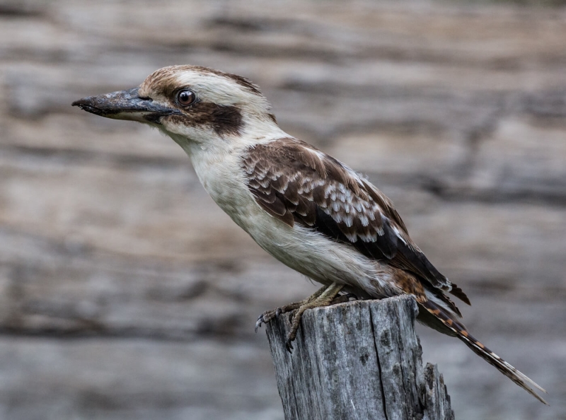 Honour For Kookaburra By Nadia Filiaggi