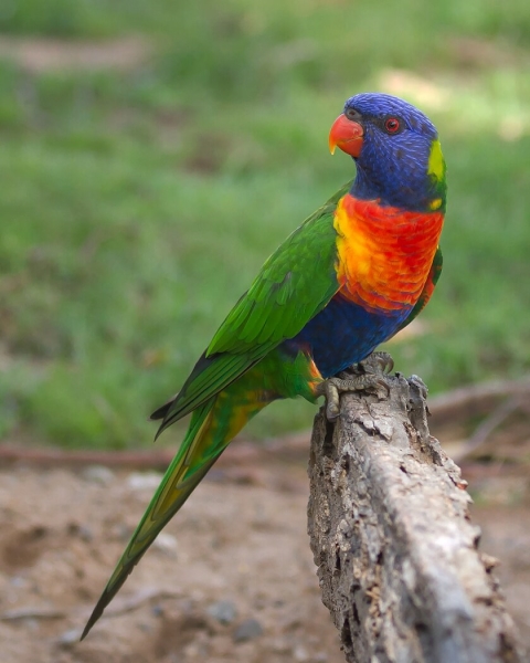 Honour For Lorikeet By Liann Haaima