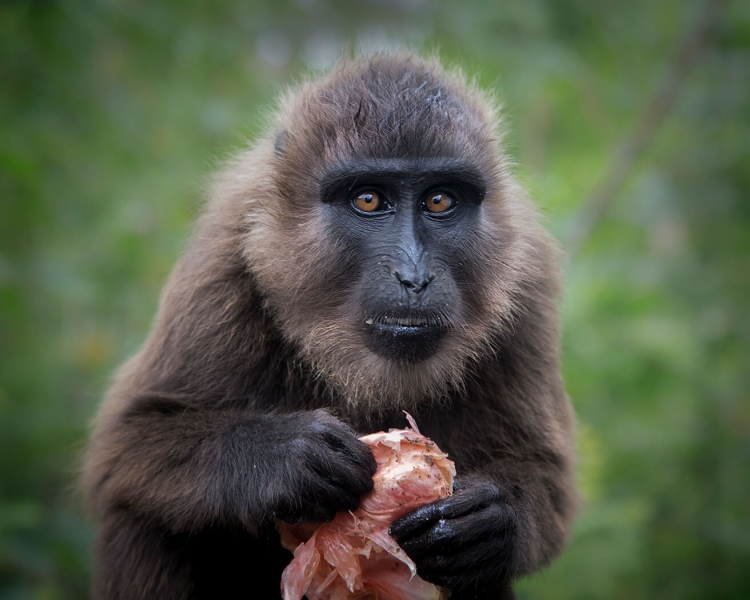 Honour For Monkey Stare By Sam Fernando