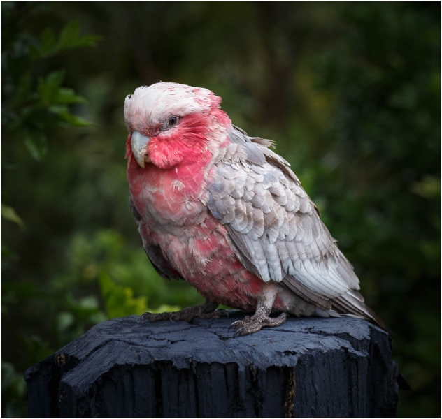 Honour For One Crook Chook By Gary Silk