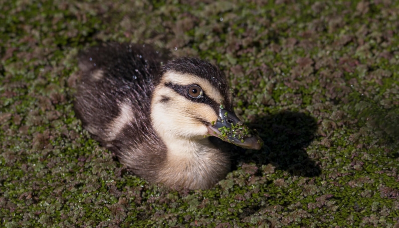 Honour For One Little Duck By Cheryl Profke