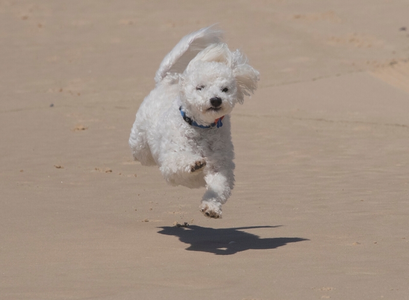 Honour For Run Pip Run By Lesley Clark