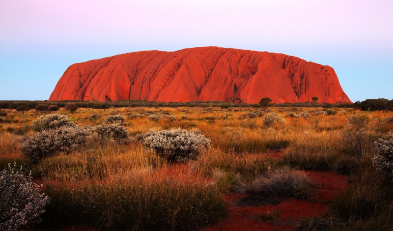 Honour For Uluru With White Bushes By Ann Smallegange