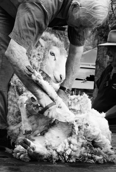 Merit For Click Goes The Shears By Cheryl Zwart