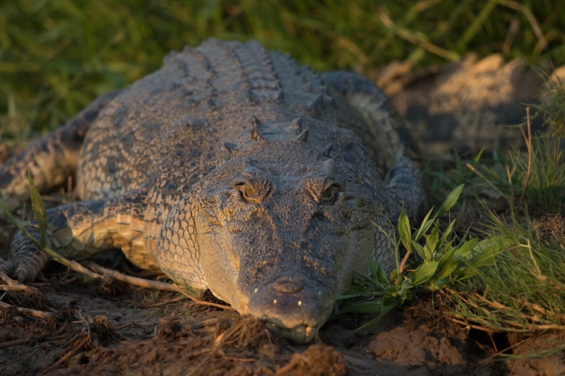 Merit For Crocodile By Lee Dixon