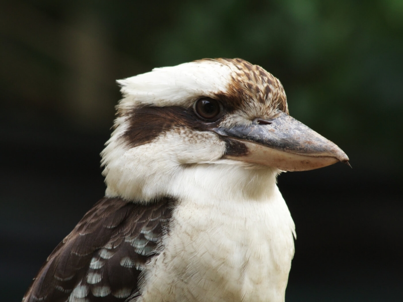 Merit For Kookaburra By Jeremy Evans