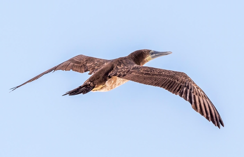 Merit For A029 Brown  Booby  In Flightjepg By Bob Garnett