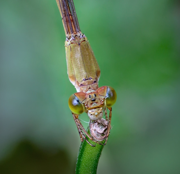 Merit For Damselfly Detail By Ann Smallegange