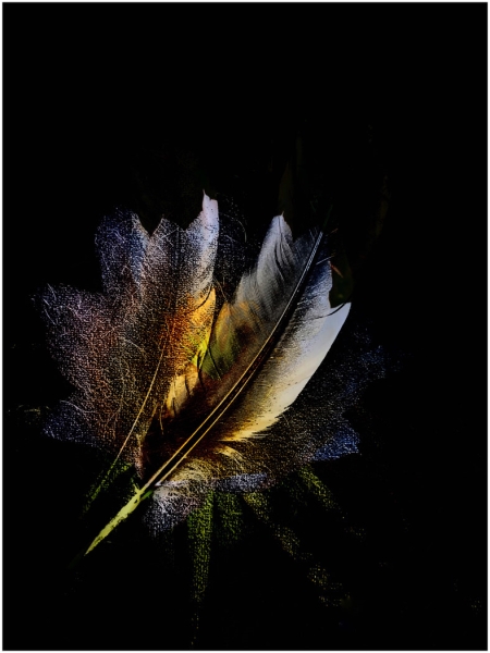 Merit For Feathers And Flowers By Denise McMillan